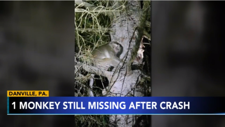 펜실베이니아 고속도로에서 트럭 충돌사고를 틈타 탈출한 게잡이원숭이 중 한 마리가 인근의 한 나무에서 포착된 모습. 2022.1.22. abc7ny 화면 캡처.