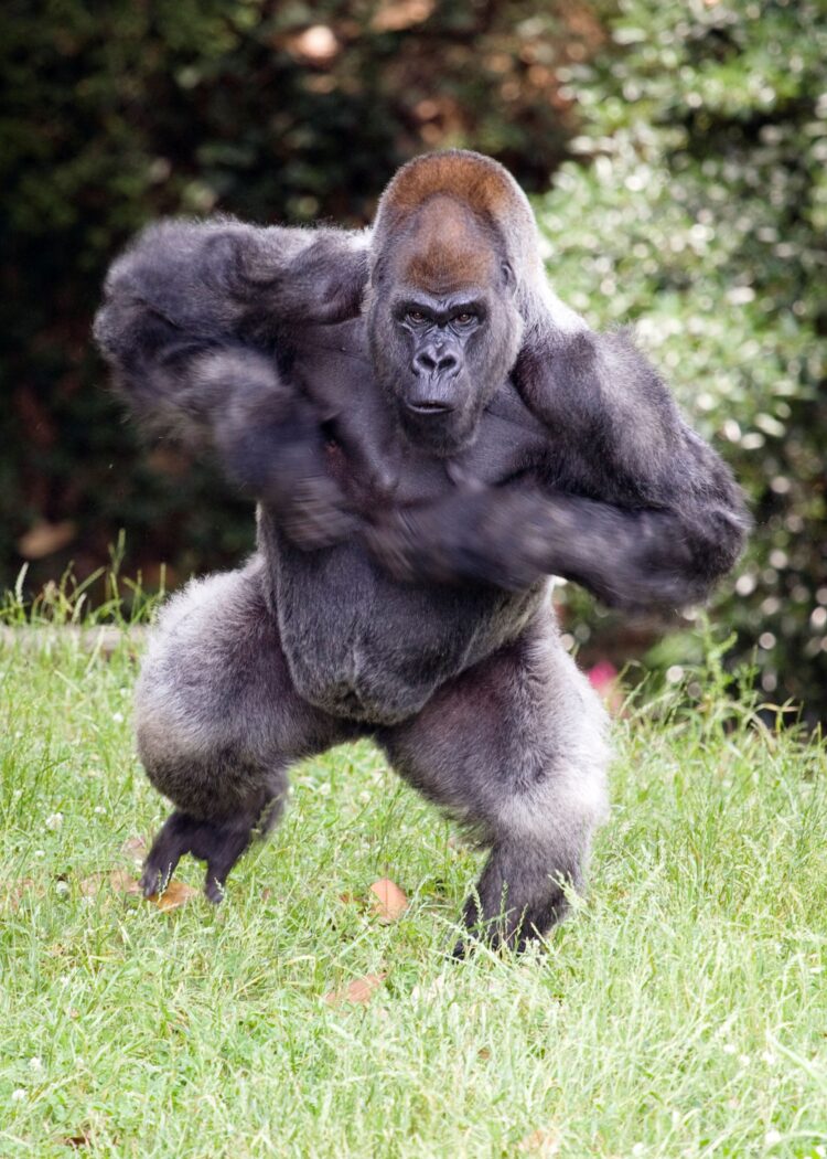 Ozzie, world's oldest gorilla, is seen in this undated handout picture, Atlanta, Georgia, U.S.  Zoo Atlanta/Handout via REUTERS   THIS IMAGE HAS BEEN SUPPLIED BY A THIRD PARTY. NO RESALES. NO ARCHIVES. MANDATORY CREDIT