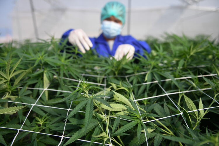 타일랜드의 한 마리화나 농장에서 마리화나를 관리하고 있다. 사진 / 로이터