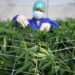 타일랜드의 한 마리화나 농장에서 마리화나를 관리하고 있다. 사진 / 로이터