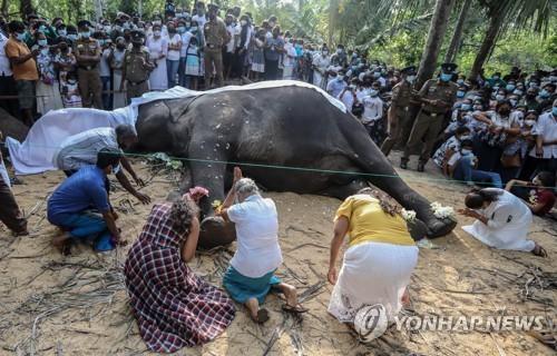 '신성한 코끼리' 라자의 죽음을 애도하는 스리랑카 국민.[EPA 연합뉴스 자료사진]