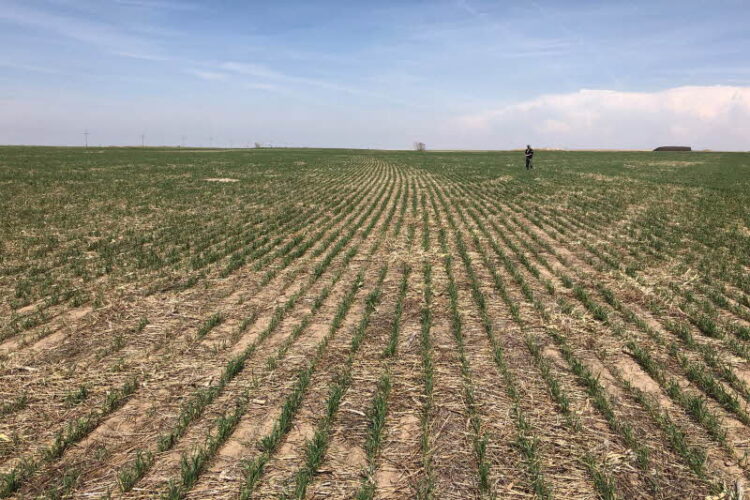 가뭄에 시달리고 있는 캔자스주 밀 경작지. [로이터]