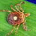 하트랜드 바이러스가 발견된 '외로운 별' 진드기 [사진출처 : CDC 홈페이지 캡쳐]
