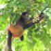 열매를 따먹는 원숭이 [Victoria Weaver/CSUN 제공]