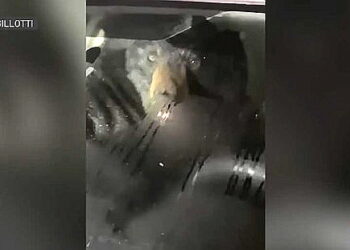 장모님車 실내등 왜 켜져있지 조수석 그놈 정체에 깜짝
