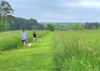 리틀 멀베리 공원을 찾은 부부가 강아지와 함께 넓은 풀밭길을 걸어가고 있다.