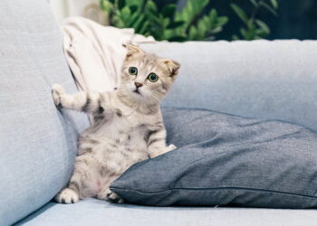 과태료 폭탄 맞은 고양이 주인, 지자체 상대 승소로 4배 합의금 받게 돼