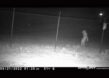 늑대 머리에 털 난 추바카브라?…한밤중 동물원 CCTV 속 정체