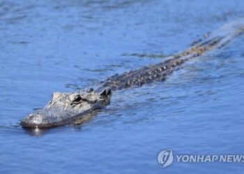 사우스캐롤라이나 88세 시니어, 유명 실버타운 연못서 악어 공격에 사망