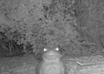 국립공원의 이색 경고 두꺼비 핥지 마세요