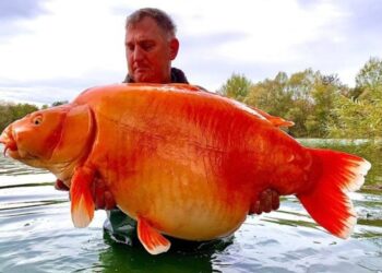 20년 전 프랑스 한 호수에 방류된 금붕어가 30kg이 넘는 거대 금붕어가 돼 다시 모습을 드러냈다. 사진 페이스북 캡처