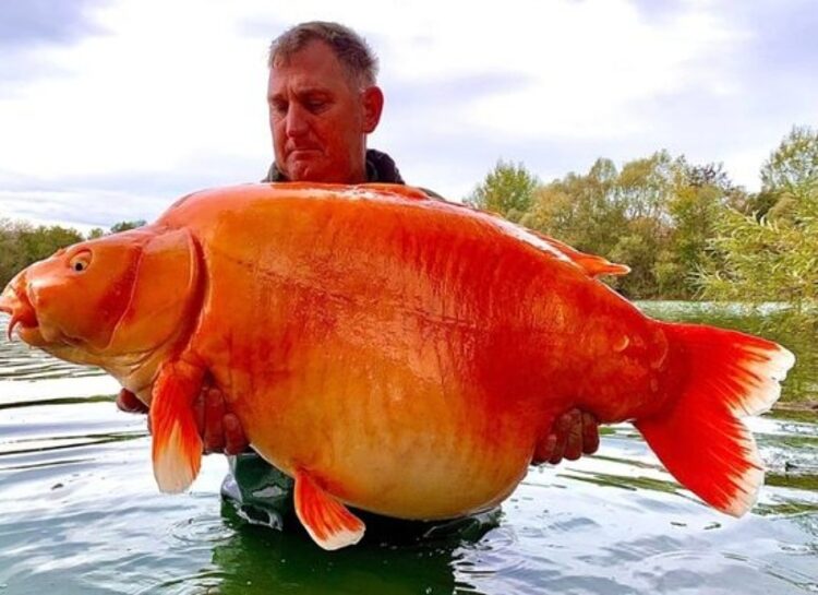 20년 전 프랑스 한 호수에 방류된 금붕어가 30kg이 넘는 거대 금붕어가 돼 다시 모습을 드러냈다. 사진 페이스북 캡처