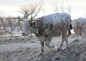 12월 16일 사우스다코타주 스터지스에서 눈보라를 맞은 소들이 걸어가고 있다. 로이터.