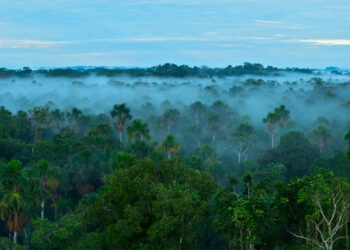 아마존 우림 모습 [출처 셔터스톡]