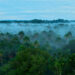 아마존 우림 모습 [출처 셔터스톡]