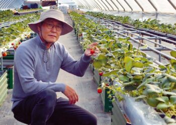 미국 농무부에서 최초로 한국산 딸기 종자특허를 얻은 문종범 박사가 옥스나드 농장에서 2년여만에 재배에 성공한 한국산 금실 딸기를 들어보이고 있다.