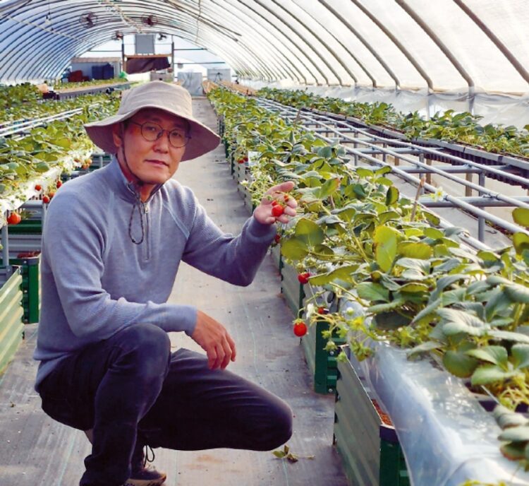 미국 농무부에서 최초로 한국산 딸기 종자특허를 얻은 문종범 박사가 옥스나드 농장에서 2년여만에 재배에 성공한 한국산 금실 딸기를 들어보이고 있다.