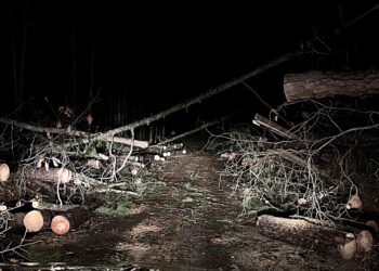 벗츠 카운티 차량 위 나무가 쓰러지는 사고가 발생한 장소 [출처 벗츠 카운티 홍보관 트위터]