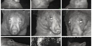 콜로라도주 볼더의 볼더산간녹지공원에 있는 야생동물 관찰 카메라에 '셀카' 사진 같은 흑곰의 사진이 수백장 찍혀서 화제다. Boulder Open Space and Mountain Parks 웹사이트 사진 모음.