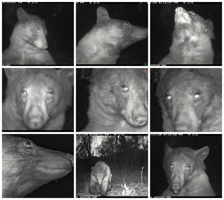콜로라도주 볼더의 볼더산간녹지공원에 있는 야생동물 관찰 카메라에 '셀카' 사진 같은 흑곰의 사진이 수백장 찍혀서 화제다. Boulder Open Space and Mountain Parks 웹사이트 사진 모음.