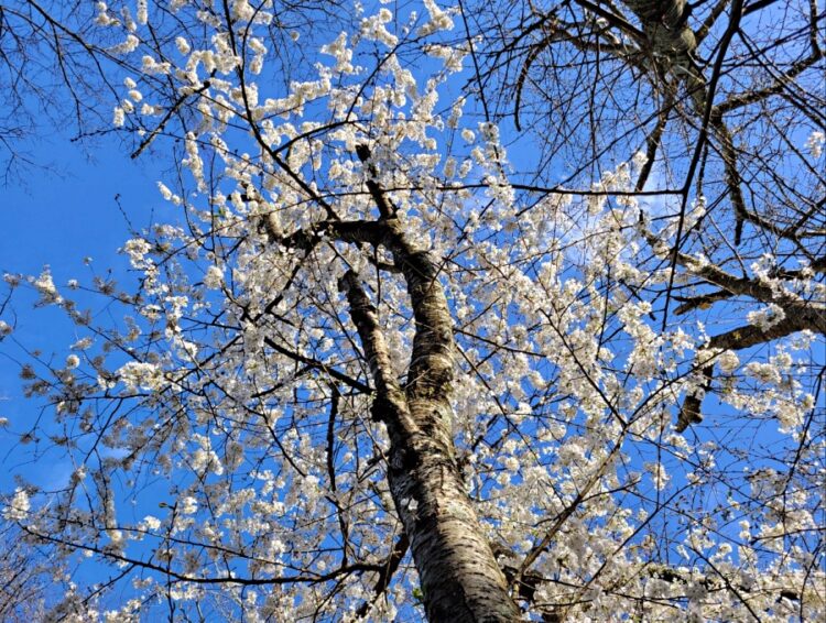 2023년 초봄 둘루스의 벚꽃. 중앙포토