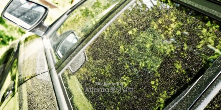 애틀랜타 꽃가루 '35년만에 최악'...최고 수준 지속