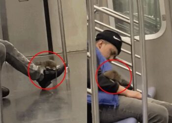 뉴욕 지하철에서 한 남성의 몸을 기어 다니는 쥐. 사진 트위터 캡처
