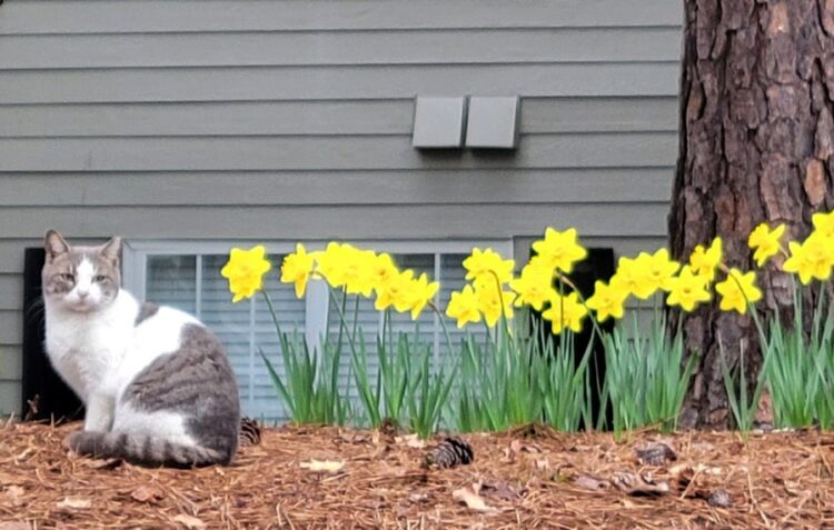 둘루스 아파트 단지 화단에 앉아 있는 길고양이.중앙포토