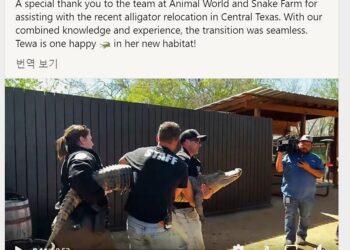 동물원에서 도난당했다가 다시 회수된 악어.
'Texas Game Wardens' 페이스북 캡처.