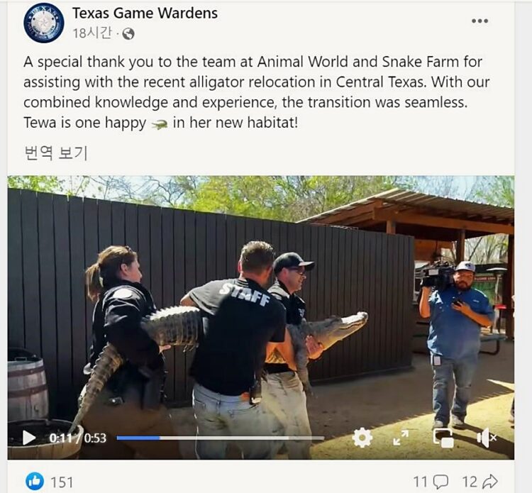 동물원에서 도난당했다가 다시 회수된 악어.
'Texas Game Wardens' 페이스북 캡처.