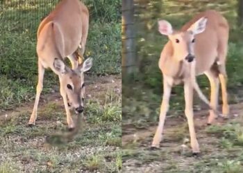 초식동물 사슴이 뱀을 통째로 질겅질겅... 무슨 일?