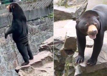 "동물원에 곰의 탈을 쓴 사람 세웠다" 의혹 부른 사진