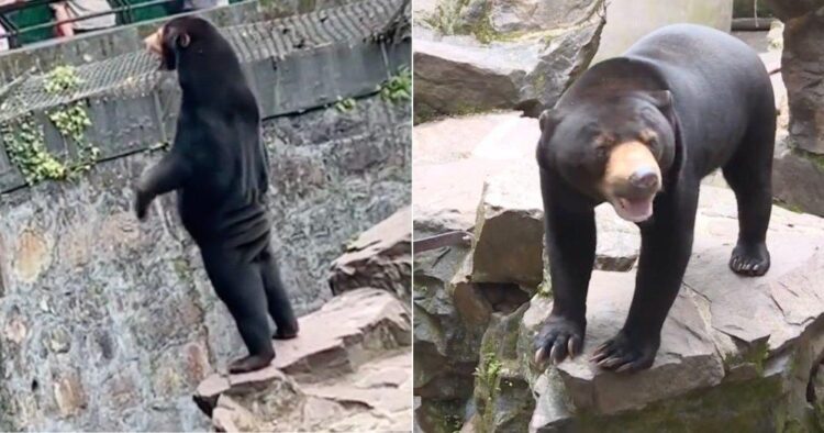 "동물원에 곰의 탈을 쓴 사람 세웠다" 의혹 부른 사진