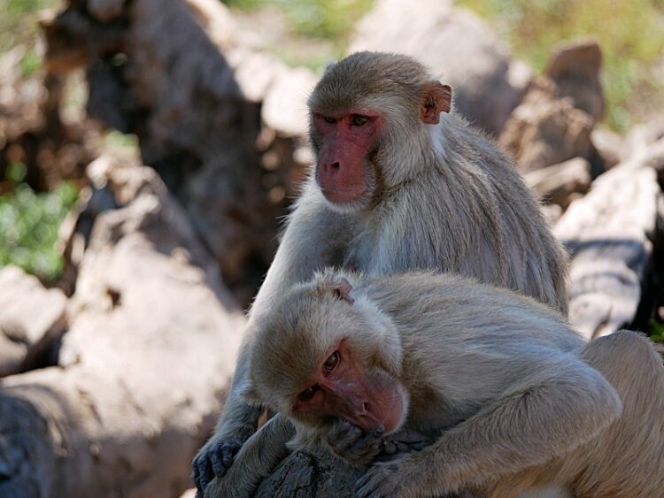 "원숭이 동성 간 성적 행동 빈번…유전·진화 가능성"
