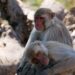 "원숭이 동성 간 성적 행동 빈번…유전·진화 가능성"