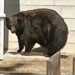 고급주택 21채 무단침입 대형 흑곰 1년6개월 만에 잡혀