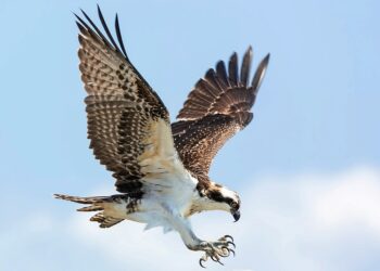 하늘서 떨어진 독사에 공격당한 여성…매가 구했다