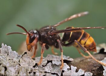 꿀벌 잡아먹는 외래종 말벌 박멸에 진땀