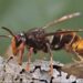 꿀벌 잡아먹는 외래종 말벌 박멸에 진땀