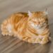 귀넷 카운티 인근에서 고양이 광견병 양성 반응