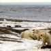 온난화로 서식지를 잃고 있는 북극 곰들. 로이터