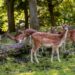 '밤비'의 역습…들끓는 사슴에 동부지역 숲 파괴 위기