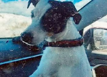 등산하다 숨진 70대 주인 옆 3개월 지켰다…14살 노견의 기적