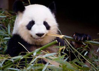 "판다야 돌아와"…시진핑이 켠 '청신호'에 설레는 미국 동물원들