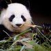 "판다야 돌아와"…시진핑이 켠 '청신호'에 설레는 미국 동물원들