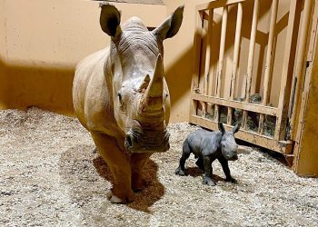 세계적 희귀종 흰코뿔소 탄생 애틀랜타 동물원 "경사났네"
