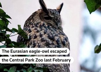 "자유를 꿈꾸게 했다"…뉴요커들, 한 부엉이의 죽음에 애도 물결