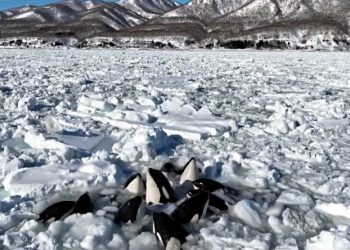 "안타까워..." 얼음바다에 갇혀 머리만 내민 범고래 15마리