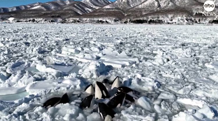 "안타까워..." 얼음바다에 갇혀 머리만 내민 범고래 15마리