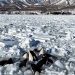 "안타까워..." 얼음바다에 갇혀 머리만 내민 범고래 15마리